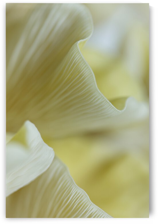 Butter Yellow Fresh Oyster Mushrooms by Iris H Richardson