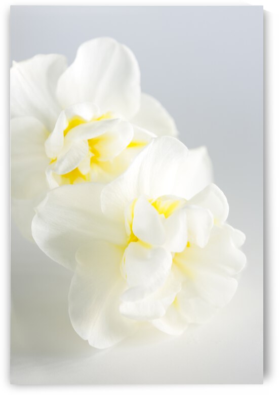 Two White Mini daffodils on white by Iris H Richardson