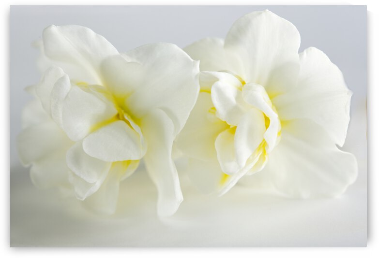 Two White Mini Daffodiles on White Landscape by Iris H Richardson