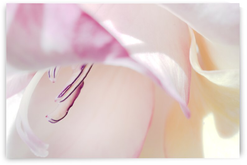  Pink Gladiolus Inside by Iris H Richardson