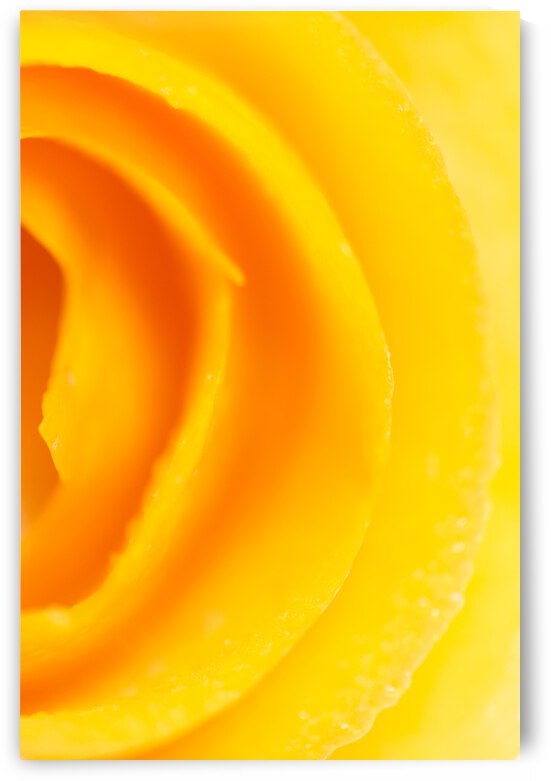 Blood Orange Rind Spiral by Iris H Richardson