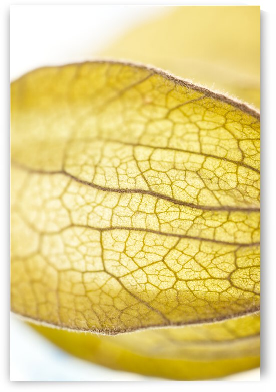 Physalis Lantern on its Side by Iris H Richardson