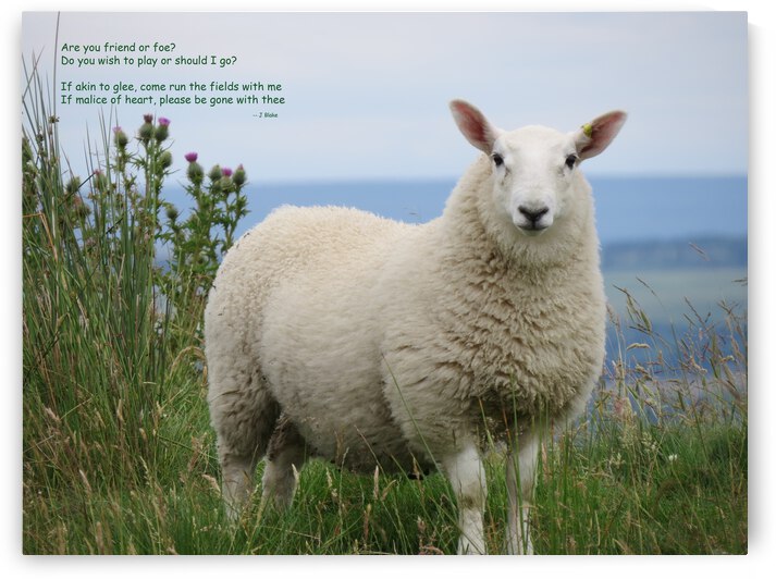 Friend Or Foe by Images That Speak