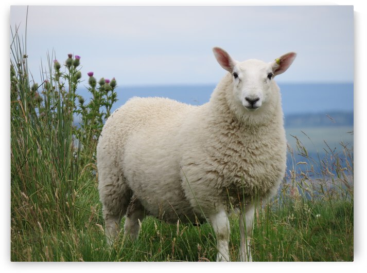 Sheep by Images That Speak