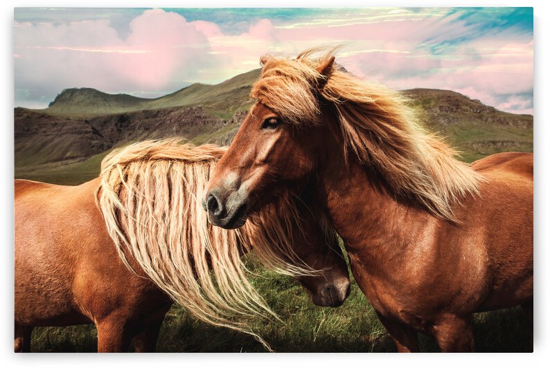 Horse Love by Vibrant Canvases