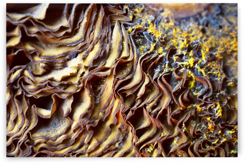 Dried Mushroom Gills by Iris H Richardson