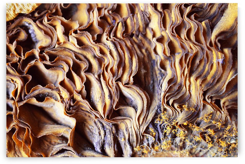 Mushroom Gills on a Wam Summer Afternoon by Iris H Richardson