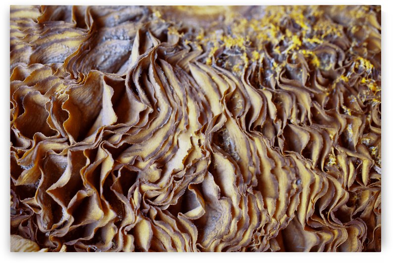 Dried Mushroom Gills Two by Iris H Richardson