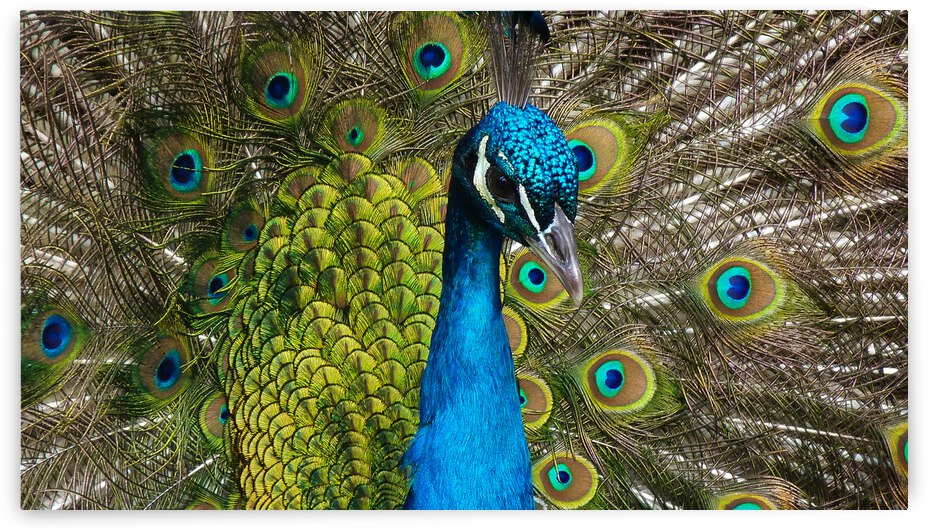 peacock by Vibrant Canvases