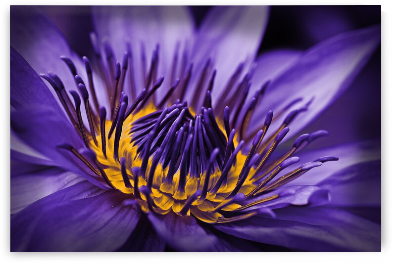 purple lily by Vibrant Canvases