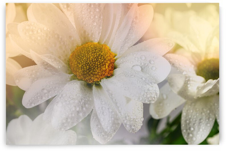 White daisy - Marguerite Blanche by Francois Lariviere