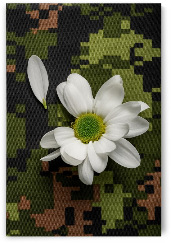 Peace and love daisy - Paix et amour marguerite by Francois Lariviere