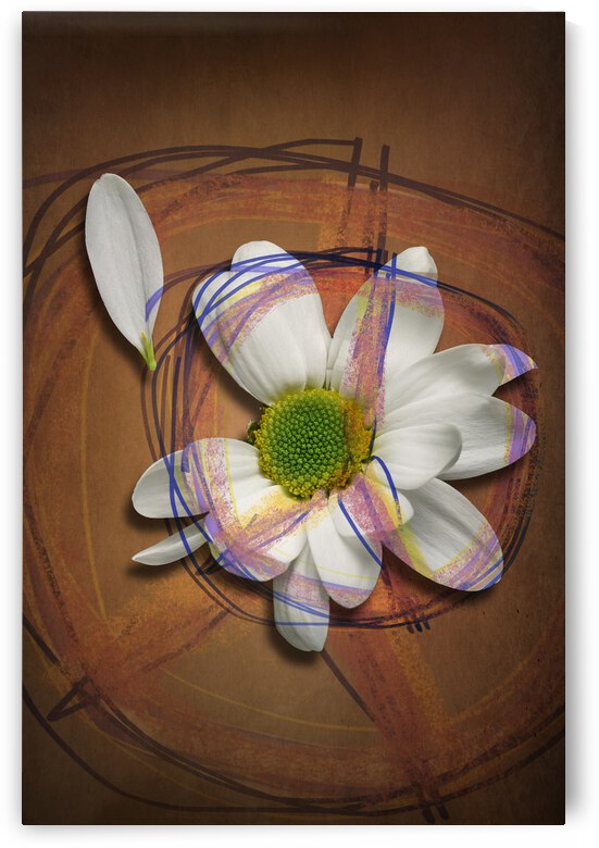 Peace and love daisy - Paix et amour marguerite by Francois Lariviere