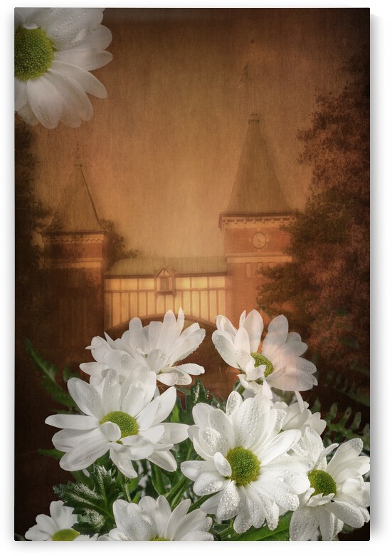 Daisy and architecture by Francois Lariviere