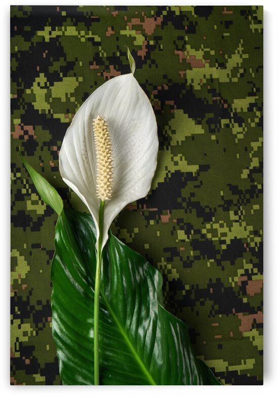 Paix et amour  Spathiphyllum Fleur de la paix by Francois Lariviere