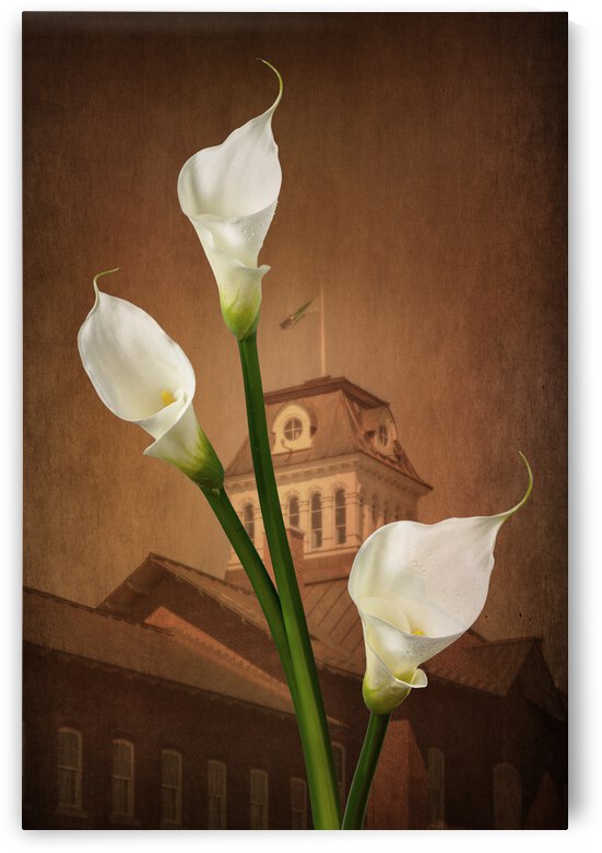 Lillies callas and architecture by Francois Lariviere