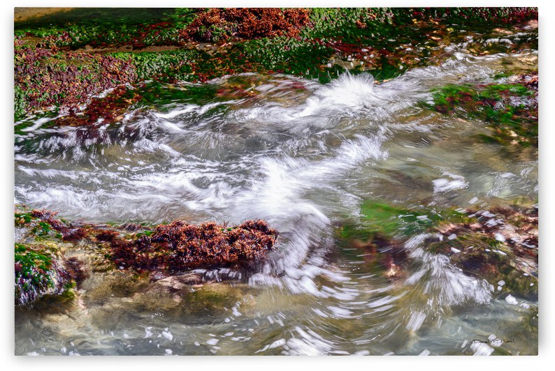 SEAWEED - SEASCAPE AND WAVES FROM LUNENBURG NOVA SCOTIA by Daniel Baril