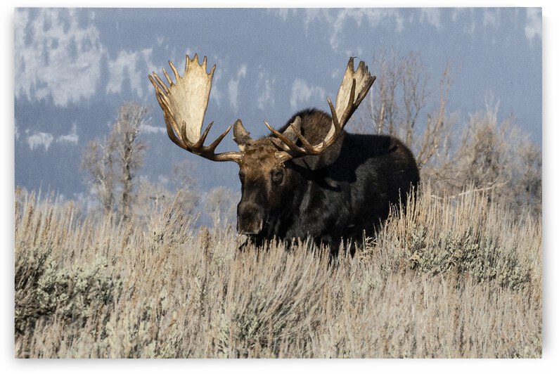 DSC 1165 20x30 by Phillip A Snider Photography