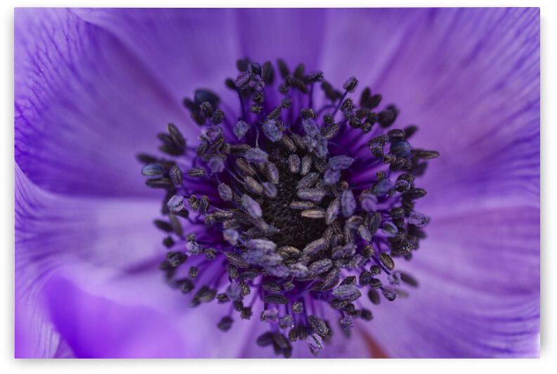 Purple Poppy Anemone by Iris H Richardson