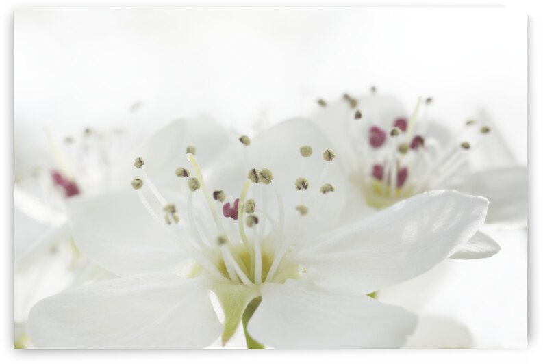 Bradford Pear Flowers by Iris H Richardson
