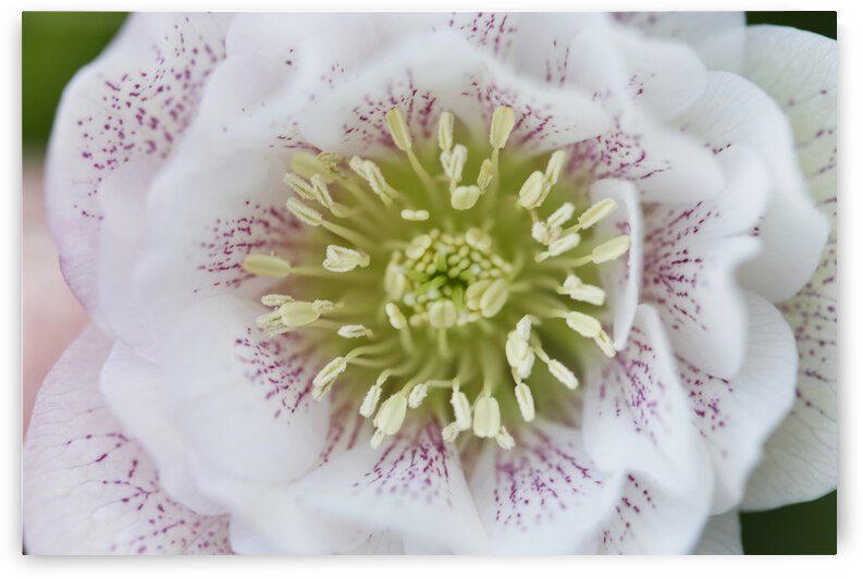 Helleborus White with Pink Speckles by Iris H Richardson