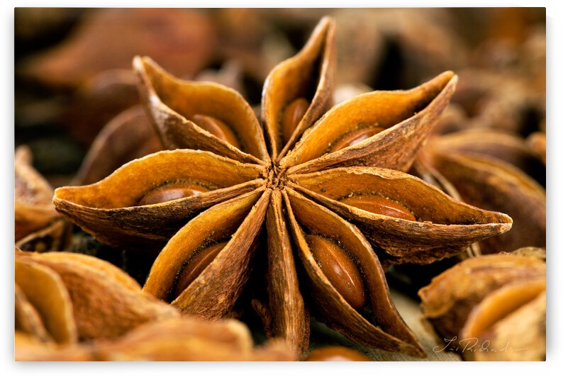 Anise Star Illicuim verum by Iris H Richardson