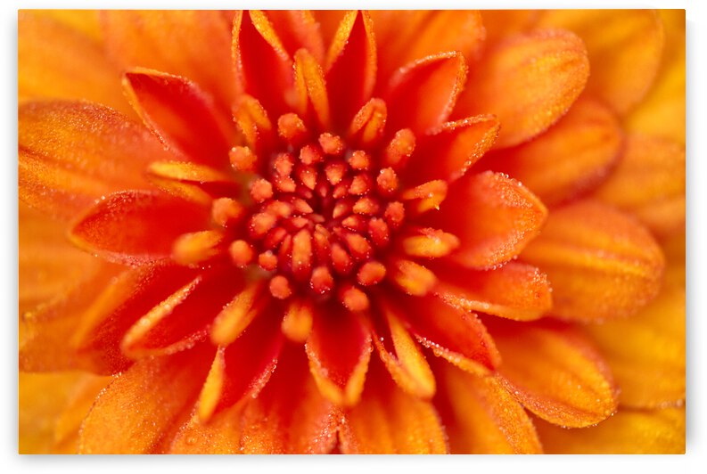 Dahlia Orange and Red by Iris H Richardson
