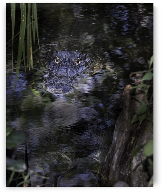 20220216  DSC9762 Edit 20x16 large 8bit by Phillip A Snider Photography