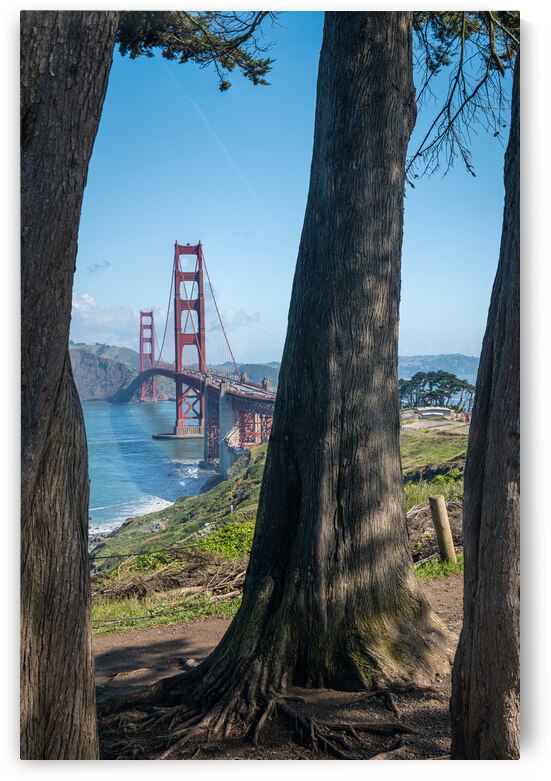 Golden Gate Bridge and tree trunks by Steve Heap