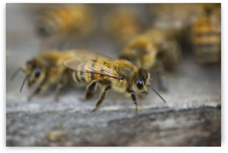 Honeybee at Hive Entrance by Iris H Richardson