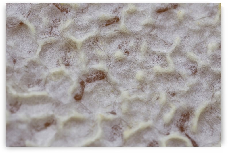 Capped Honey Comb by Iris H Richardson