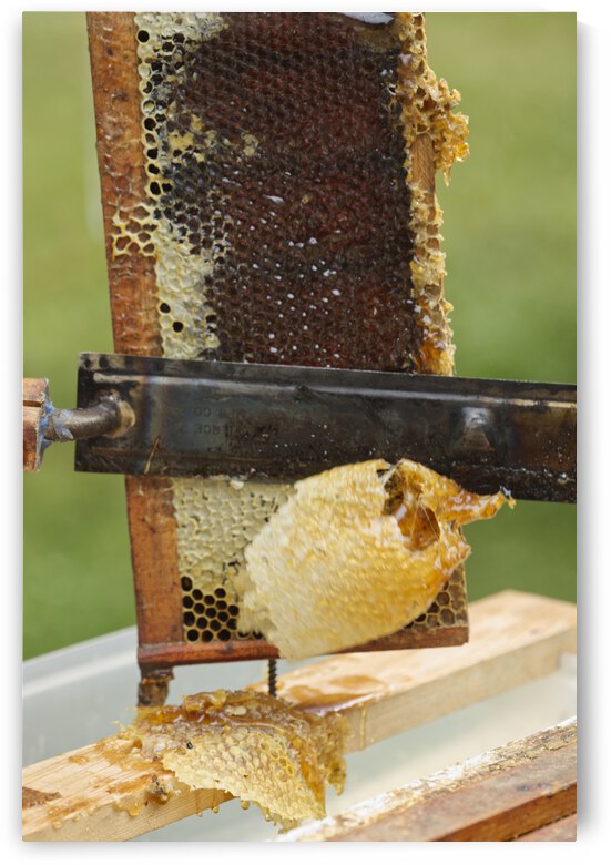 Uncapping Honeycomb Frame by Iris H Richardson