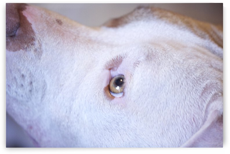 Bully Girl Looking Up by Iris H Richardson