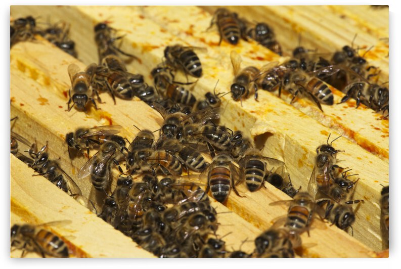 Honey Bees on Hive Frames by Iris H Richardson