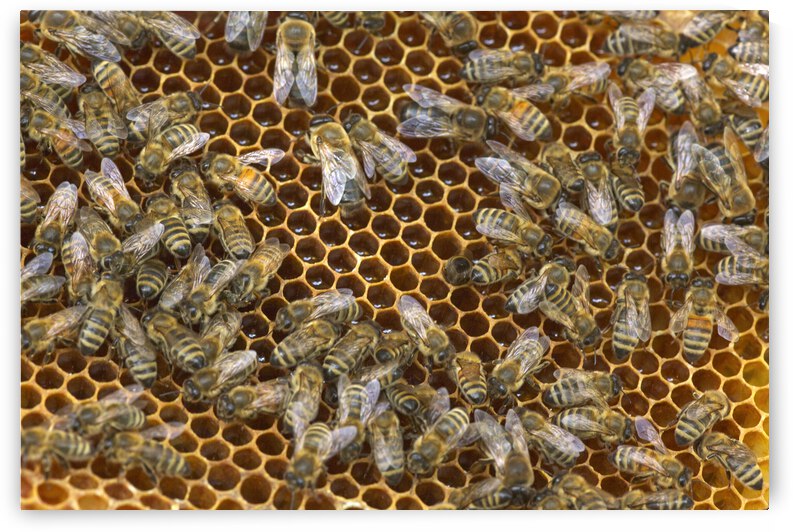 Bees on Honeycomb busy working by Iris H Richardson