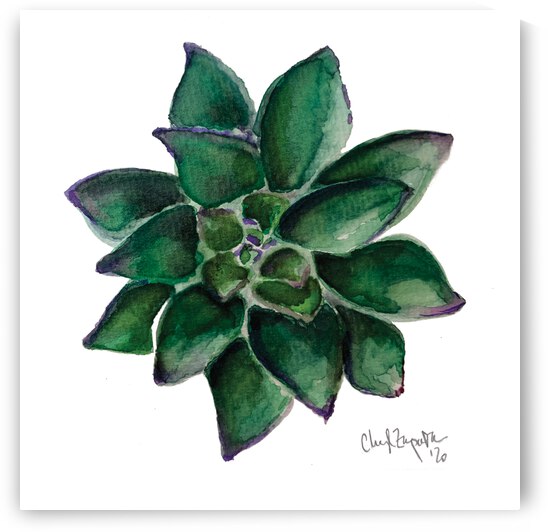 Succulent Watercolor  by Cheryl Zapata