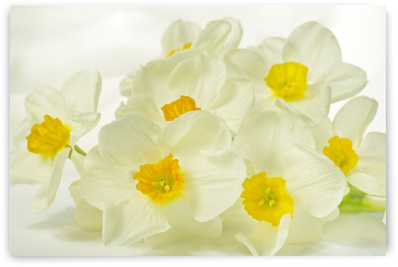 White Daffodils  Bunch on White by Iris H Richardson