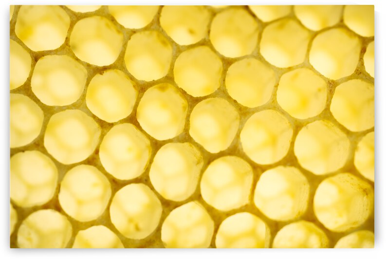 Empty Organic Bee Honeycomb by Iris H Richardson