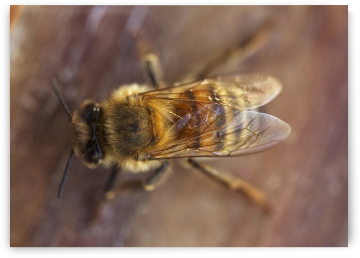 Honey Bee Drone on Wood  by Iris H Richardson
