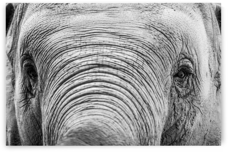 Looking at You by Patsila