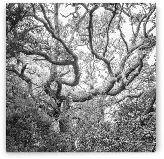 Atlantic Beach Live Oak Tree by Robert Decker