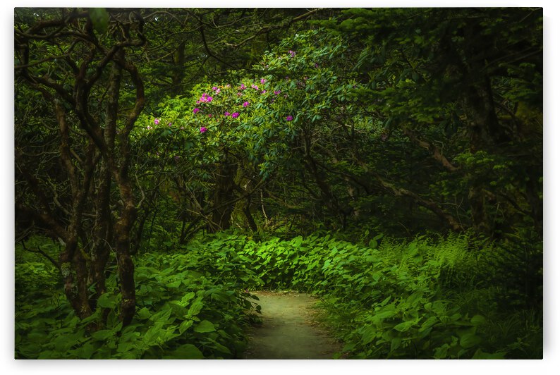 Enchanted Forest at Roan Mountain by Shelia Hunt Photography