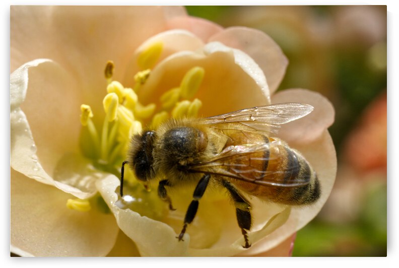 Honeybee on Peach Quince Flower LS by Iris H Richardson