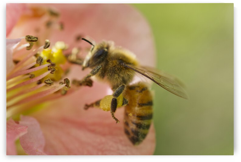 Honeybee on Peach Quince with Green Background by Iris H Richardson