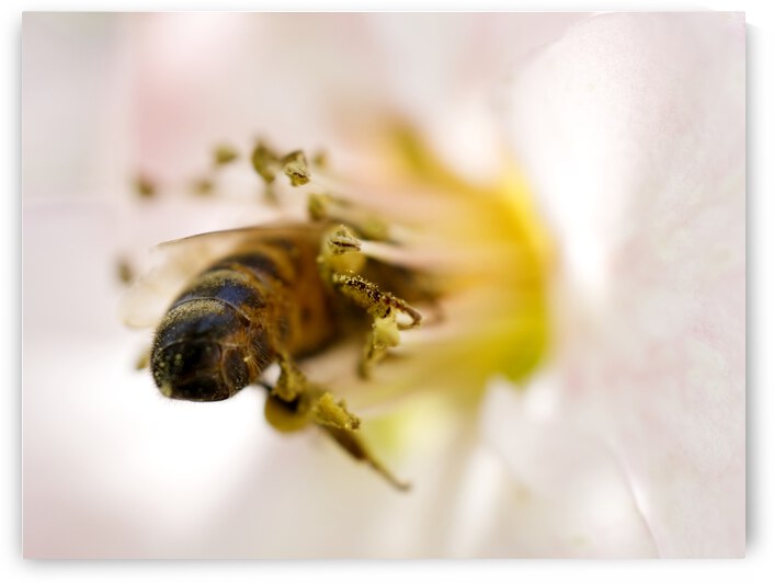 Honeybee Head Deep In Flower Stamen by Iris H Richardson
