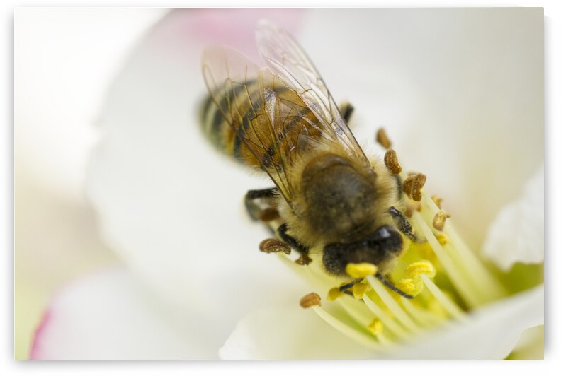Honeybee Whole Body Head to Left by Iris H Richardson