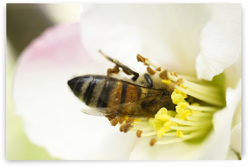 Honeybee Deep into Flower Stamen Landscape by Iris H Richardson