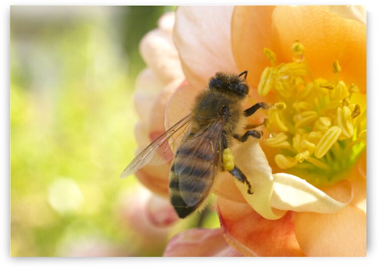 Honeybee on Peach  Colored Quince Flower by Iris H Richardson