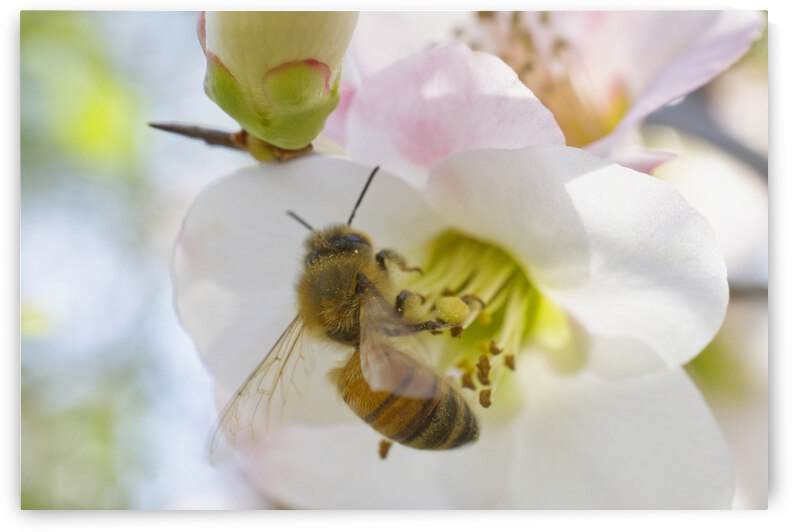 Honeybee on White Quince Flower Wings Open by Iris H Richardson