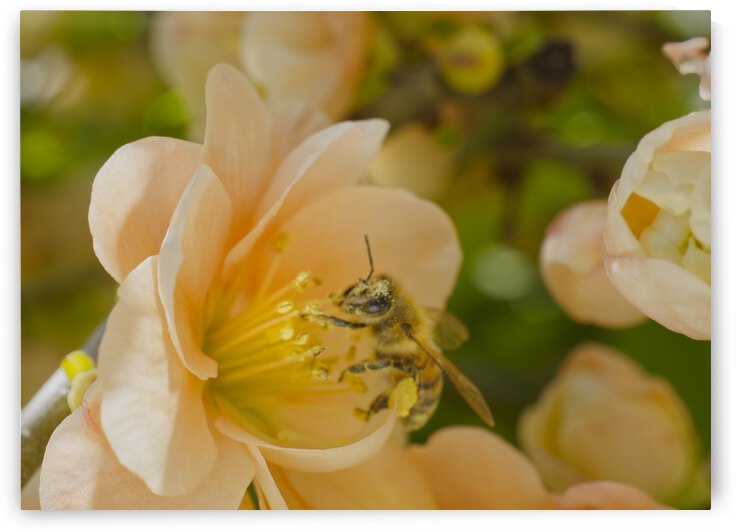 Peach Quince Flower With Pollen Covered Honeybee by Iris H Richardson